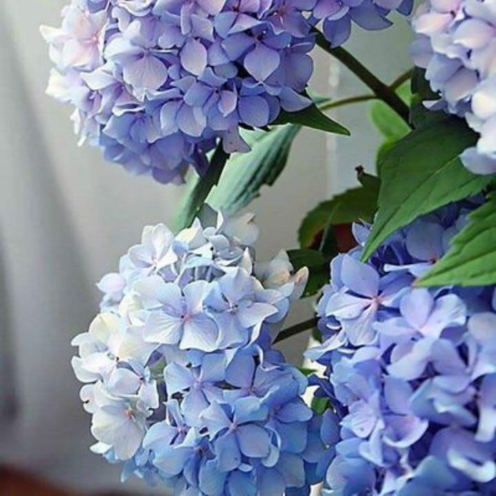 Paint By Numbers Kit - Happily Hydrangea